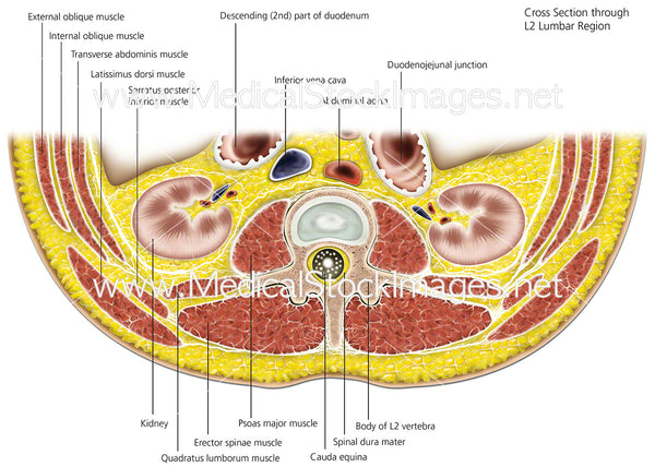 Transverse section of L2 Lumbar Region - Labelled – Medical Stock