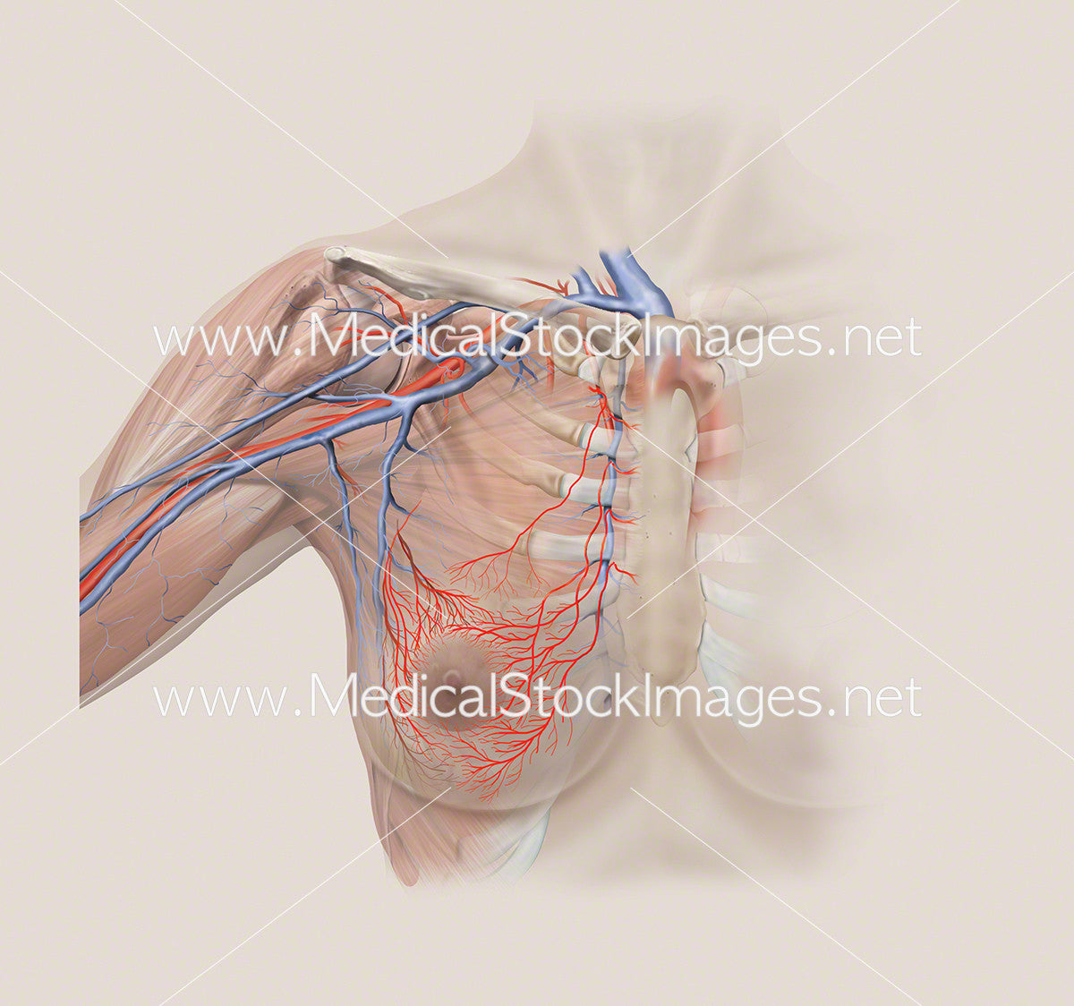 Arterial And Skeletal Anatomy Upper Torso Medical Stock Images Company