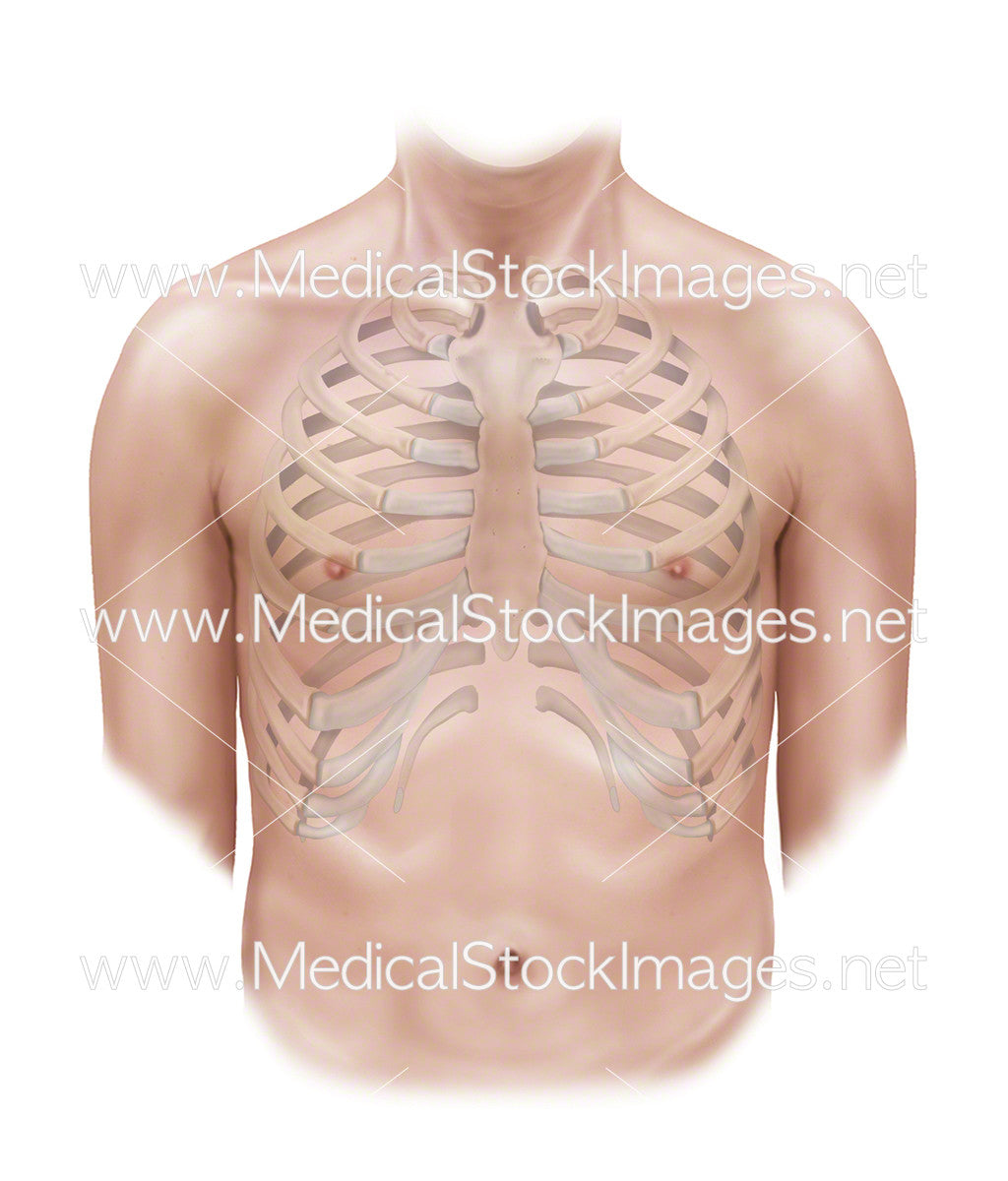 Rib Cage With Male Figure Medical Stock Images Company