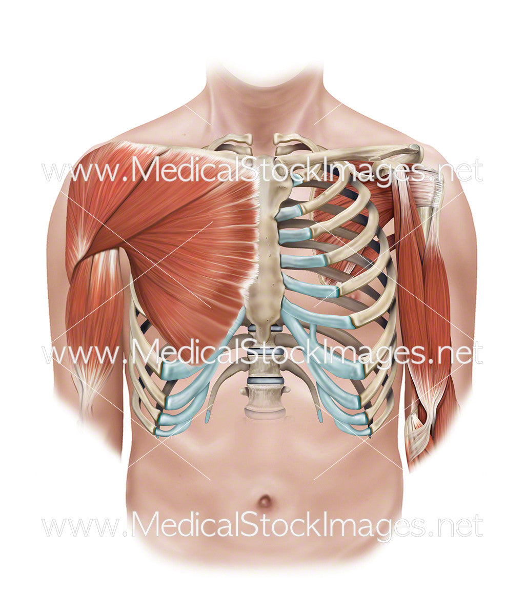 Superficial And Deep Muscles Of The Shoulder And Rib Cage Medical Stock Images Company