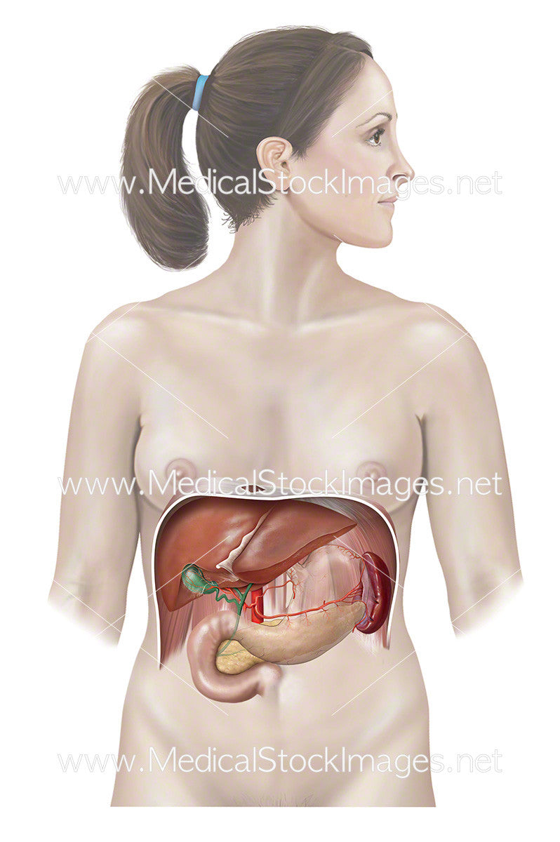 Female Figure With Liver Pancreas And Stomach Anatomy Medical Stock Images Company