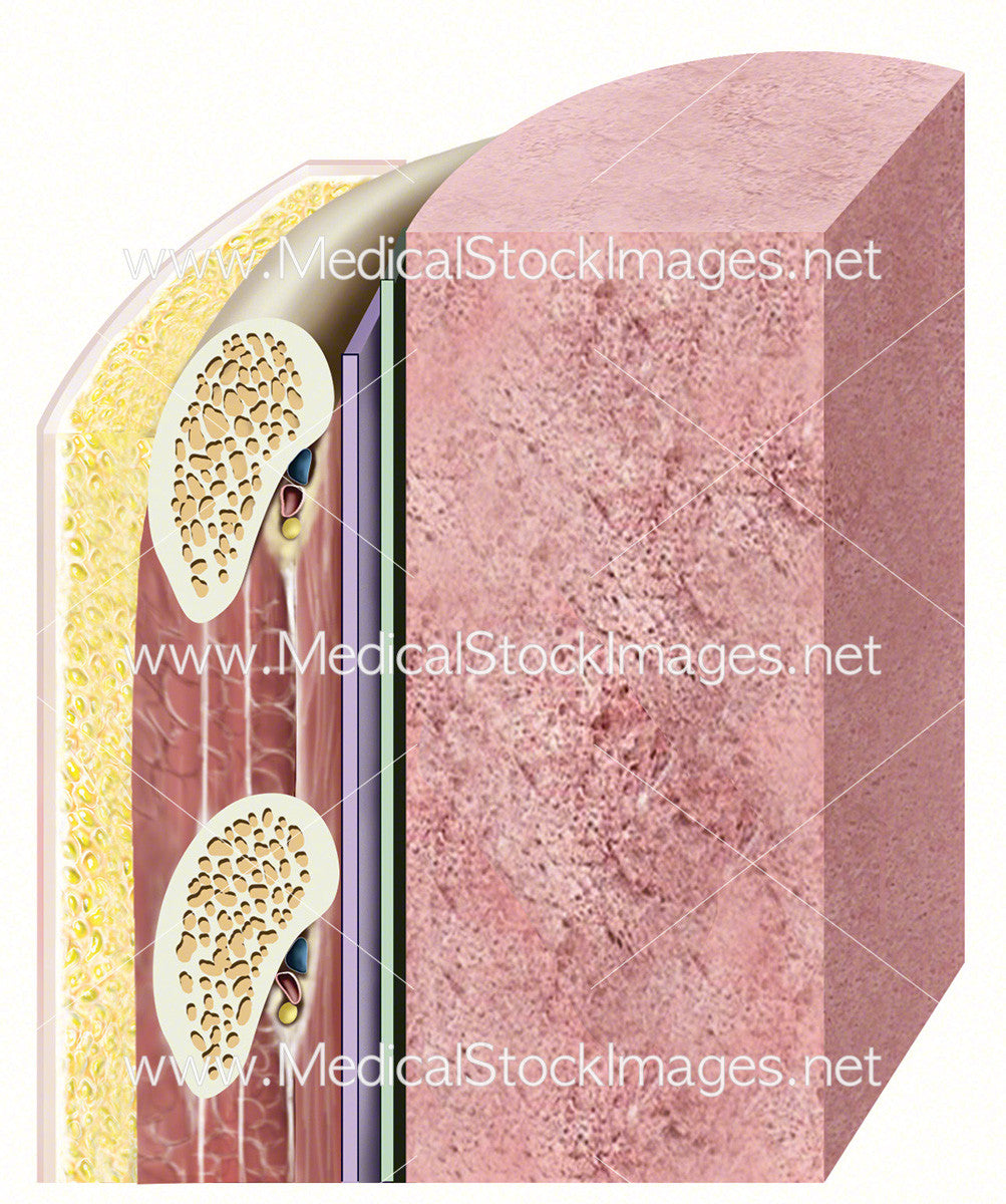 anatomic dead space in lungs