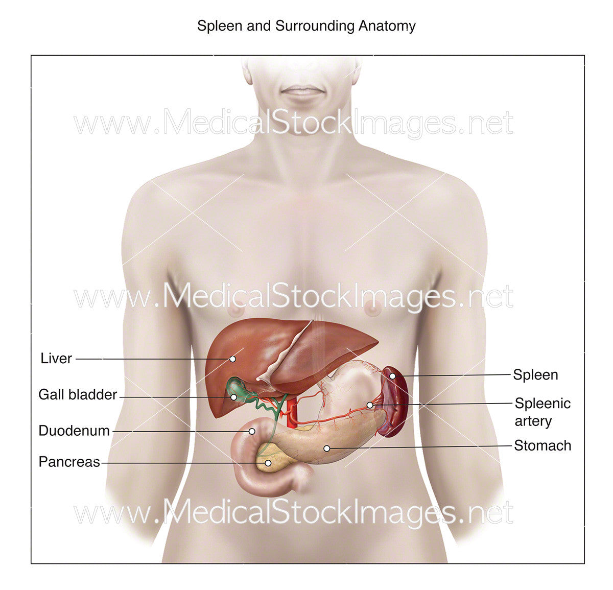 spleen and pancreas