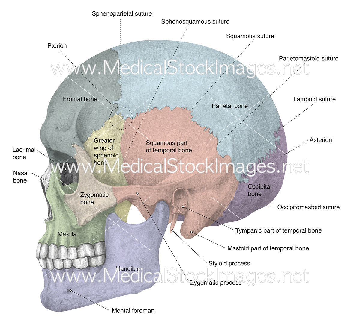 Skull Lateral View Labelled – Medical Stock Images Company