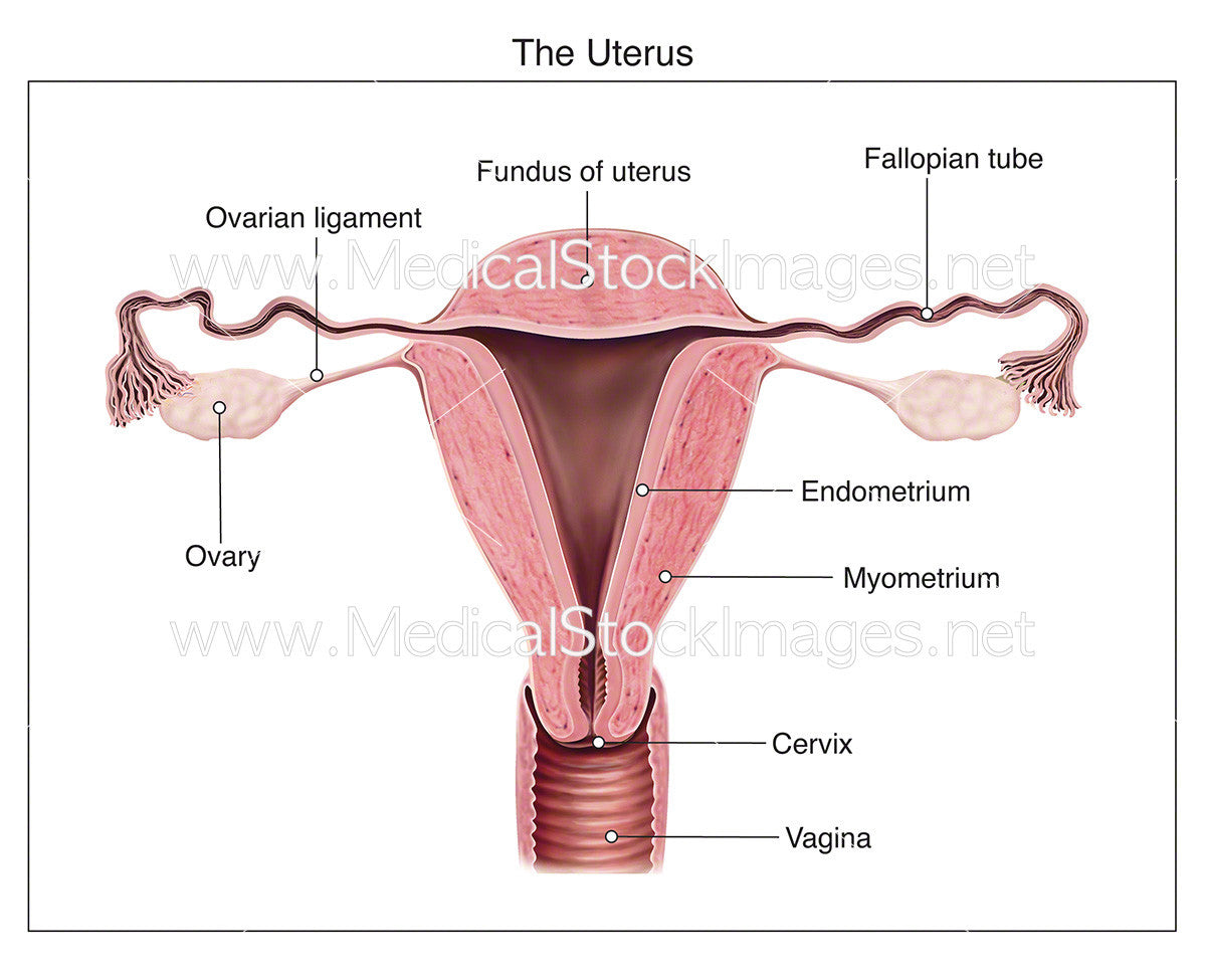 Anatomy Of Uterus - Labelled  Medical Stock Images Company-6214