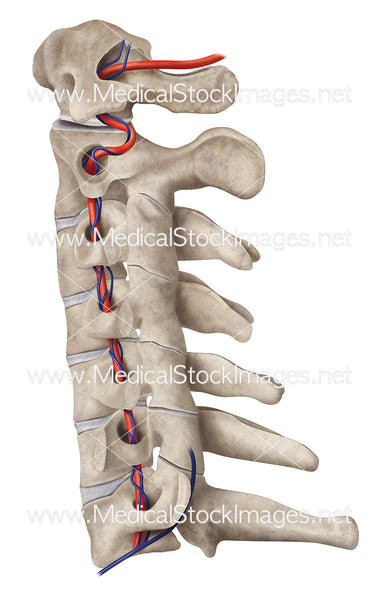 Cervical Region with Artery and Veins – Medical Stock Images Company