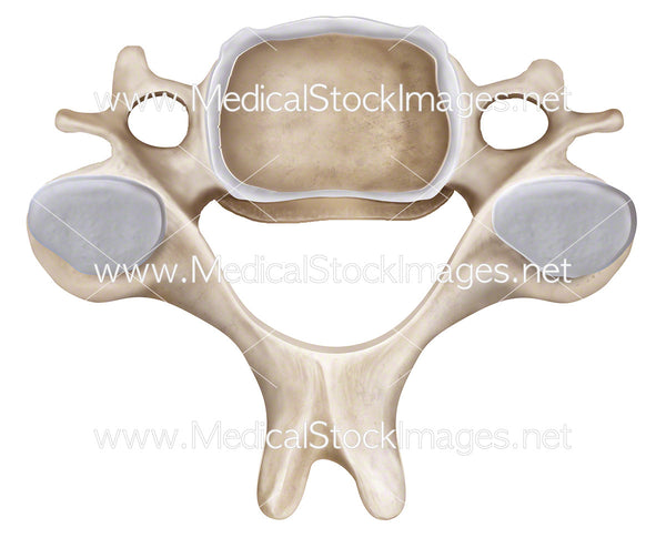 Cervical Vertebra In Superior View Medical Stock Images Company 3306