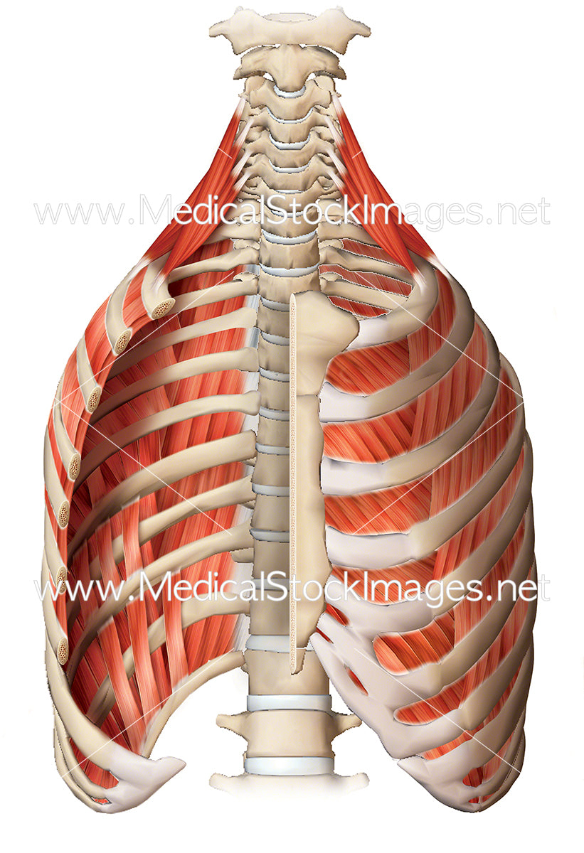 Medical Illustration Of Muscular Cage With Intercostal Muscles To License Medical Stock Images Company