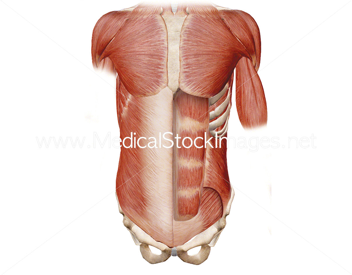 Medical Illustration Of Muscles Of The Body To License Medical Stock Images Company