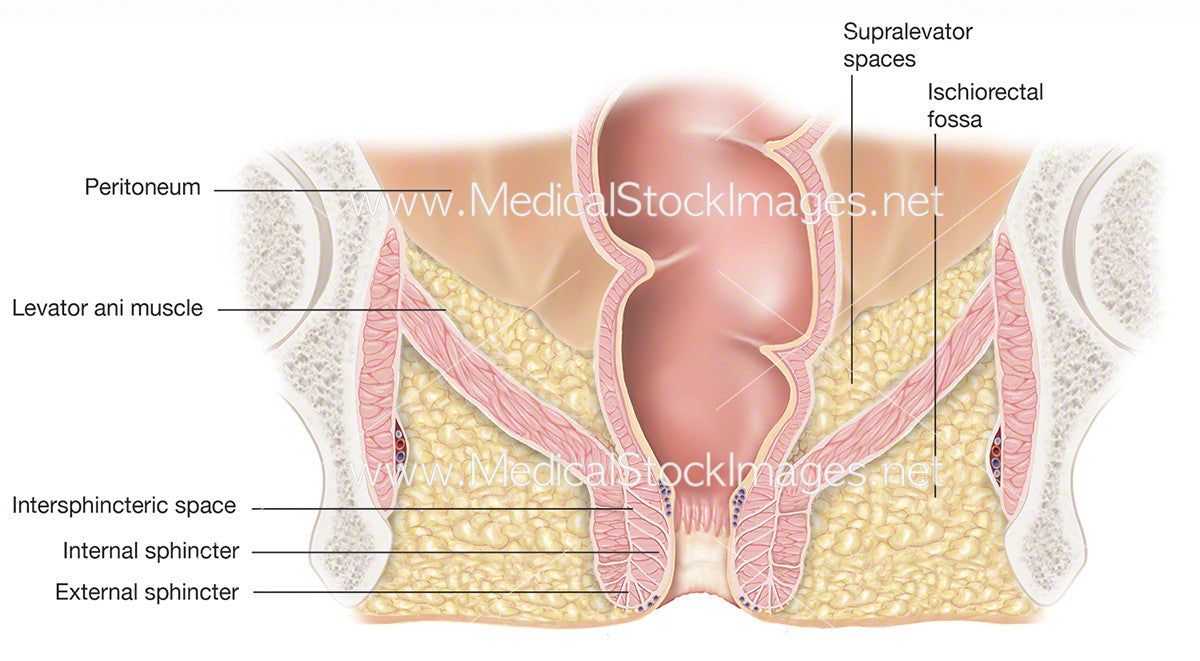 Anal Region 114