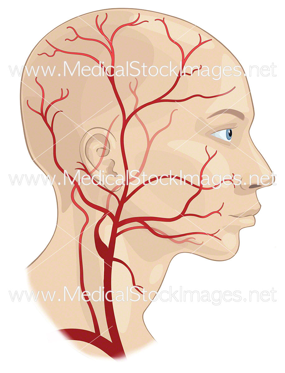 Major Arteries Of The Head And Neck Medical Stock Images Company