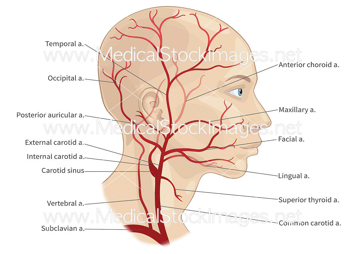 Major Arteries Of The Head And Neck Labelled Medical Stock Images Company