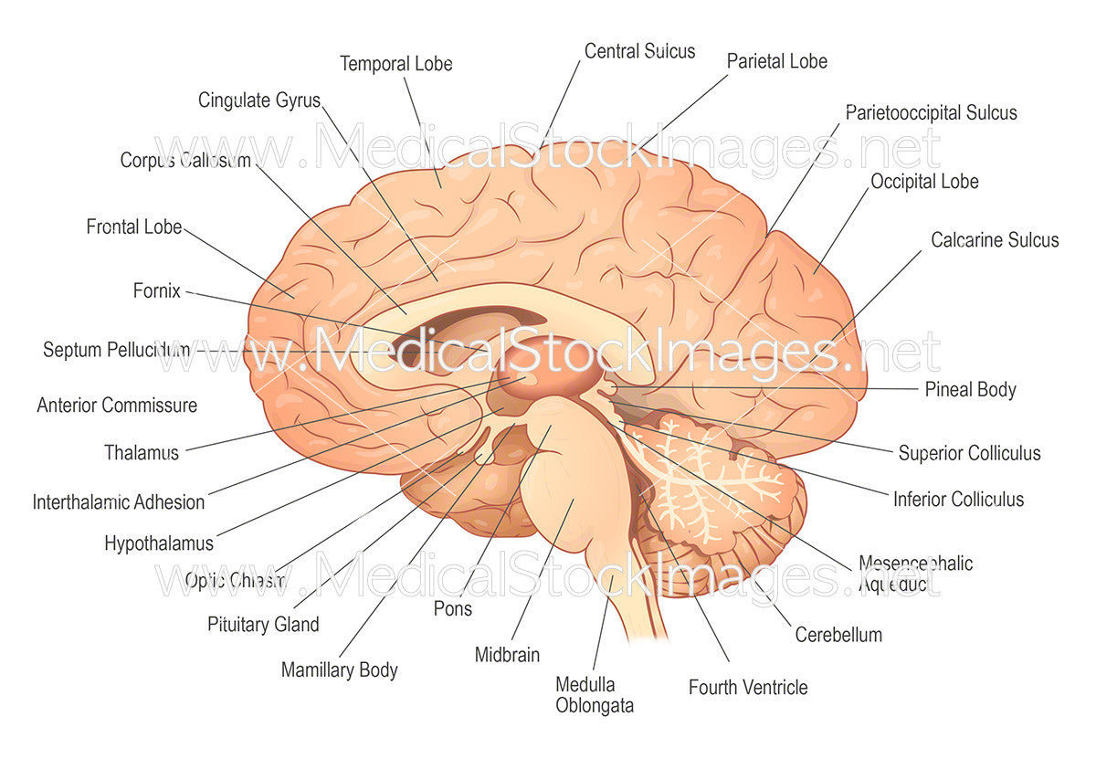 Anatomy Of The Brain Lateral View Labelled