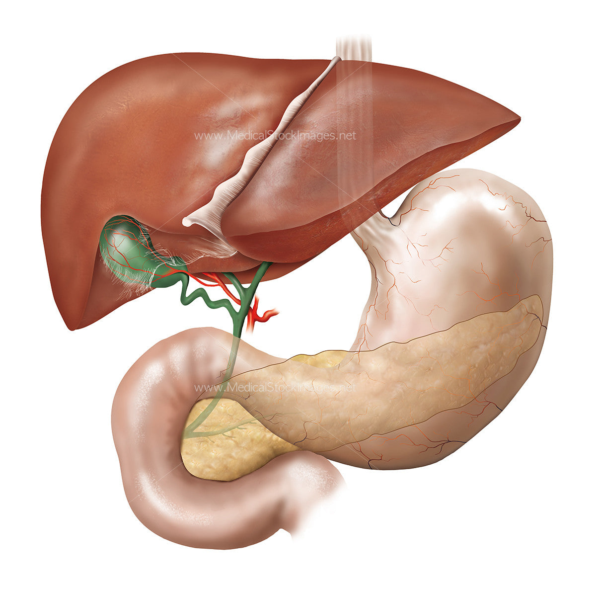 Anatomy of the Gallbladder with Surrounding Anatomy – Medical Stock