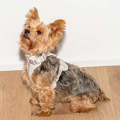 Dog Harness Grey | Wild One