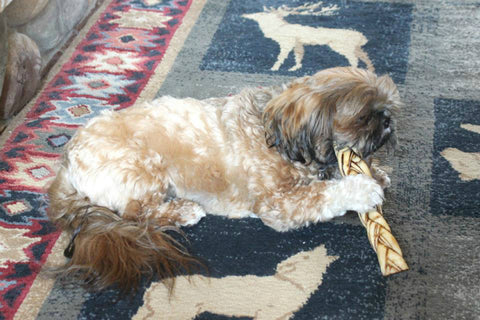 Fred enjoying a rawhide at The Red Geranium in Mauston
