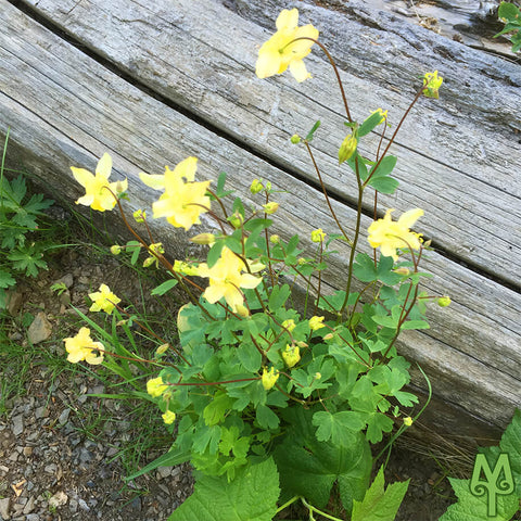 yellow columbine wildflowers, photo by Montana Treasures