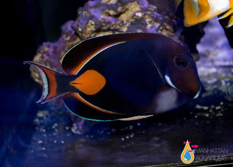 exotic saltwater aquarium fish