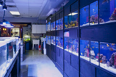 New York City's Local Fish Store – Manhattan Aquariums