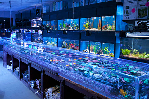 New York City's Local Fish Store – Manhattan Aquariums