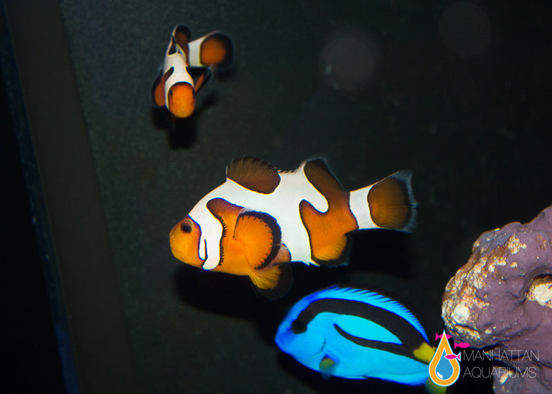 clownfish for skype 3.60