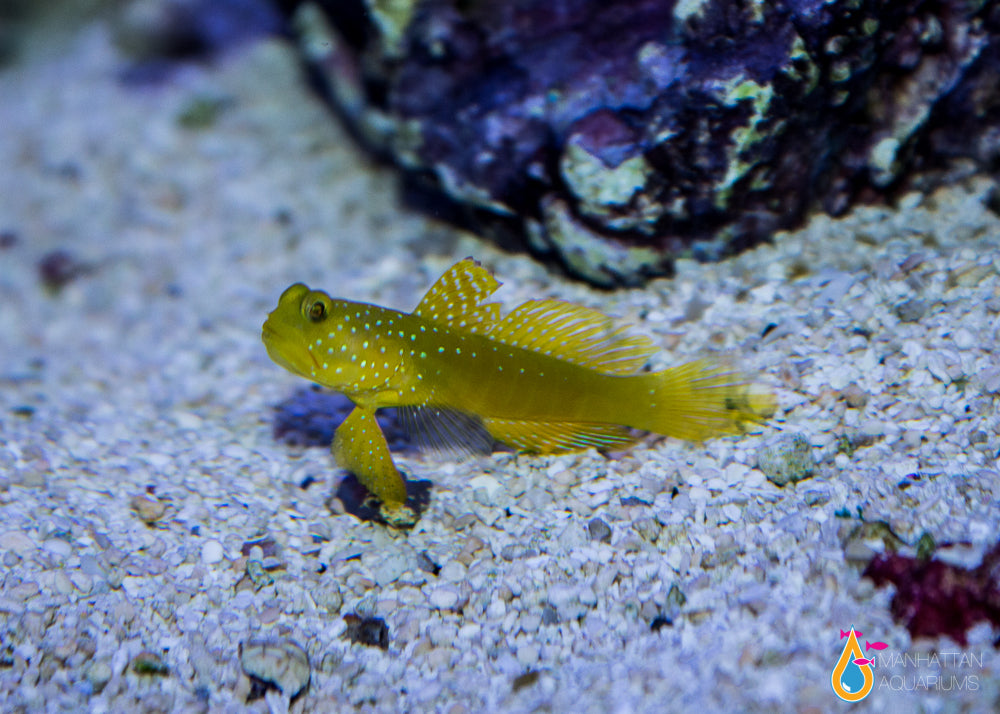 Yellow Watchman Goby – Manhattan Aquariums