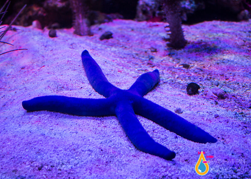 Blue Linckia Starfish – Manhattan Aquariums