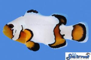 Premium Black Ice Clownfish Manhattan Aquariums