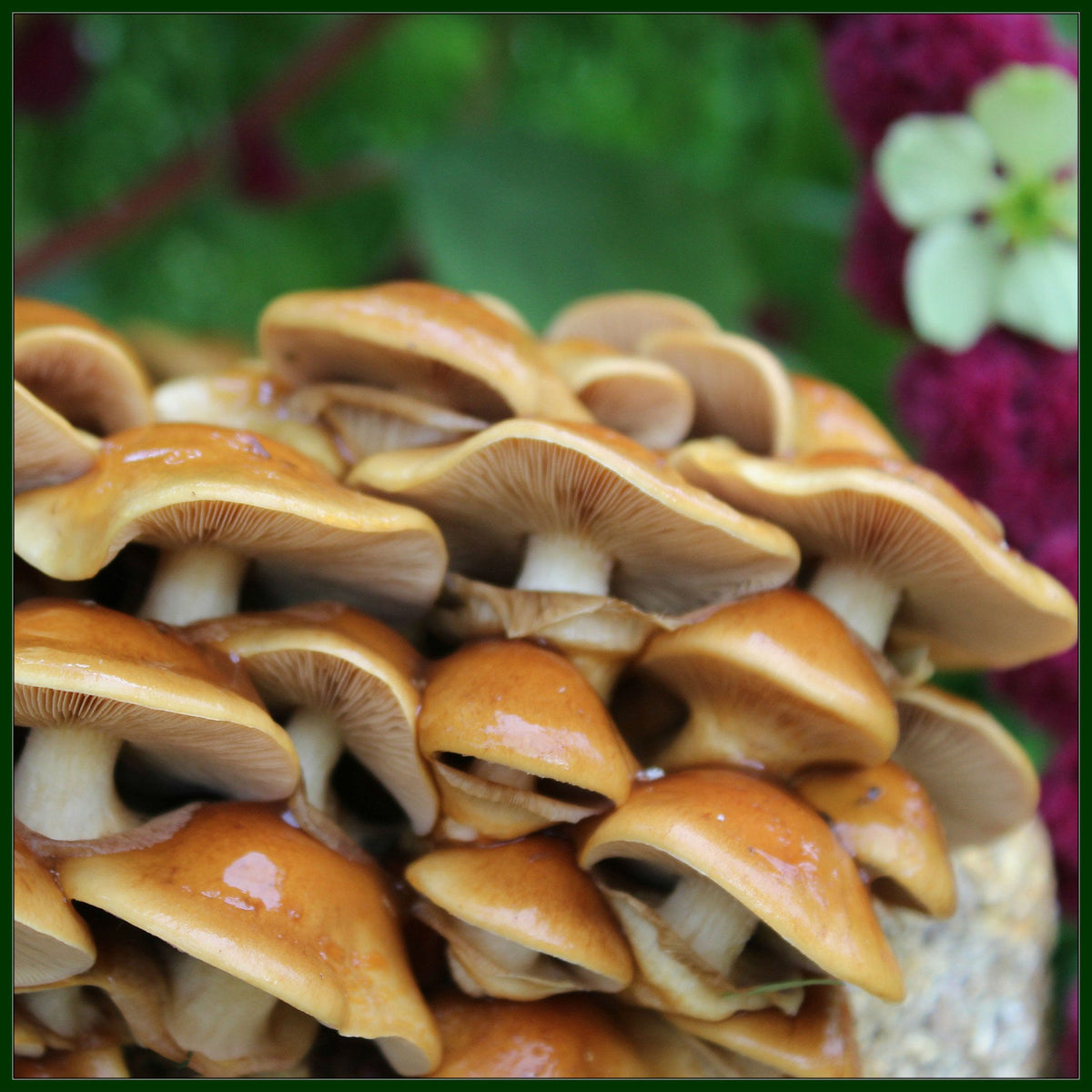 Nameko Mushroom – forestfungi