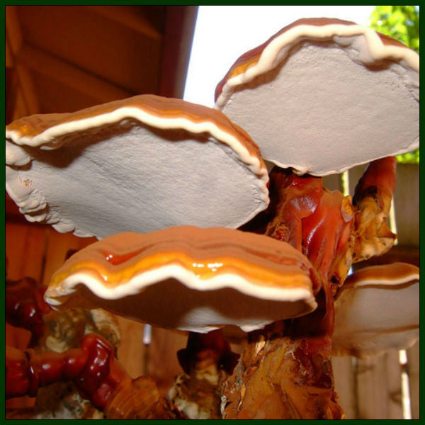 Reishi (Lingzhi) Mushroom – forestfungi