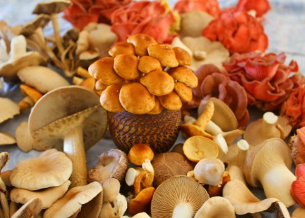 How to grow gourmet mushrooms Free Guides