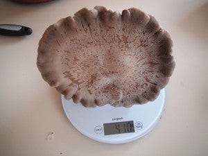 A really big cased King Oyster mushroom