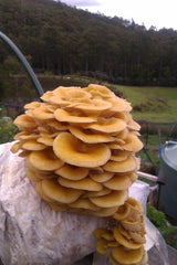 Forest Fungi Golden Oyster Mushroom