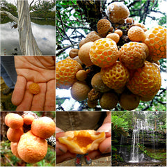 Forest Fungi Wild Mushroom Collage