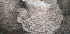 Osyter mushroom large bags