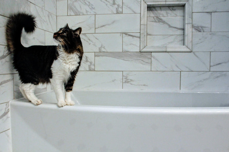 How Often Should I Bathe My Cat Perromart Singapore Perromart Sg