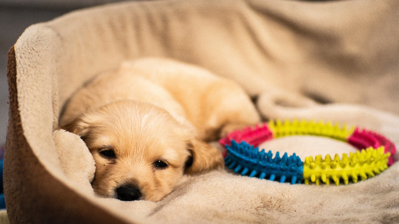 helping puppy sleep at night