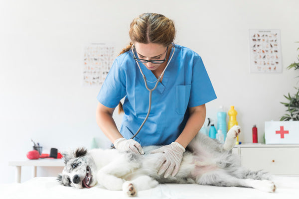 supplements for dogs with kidney disease