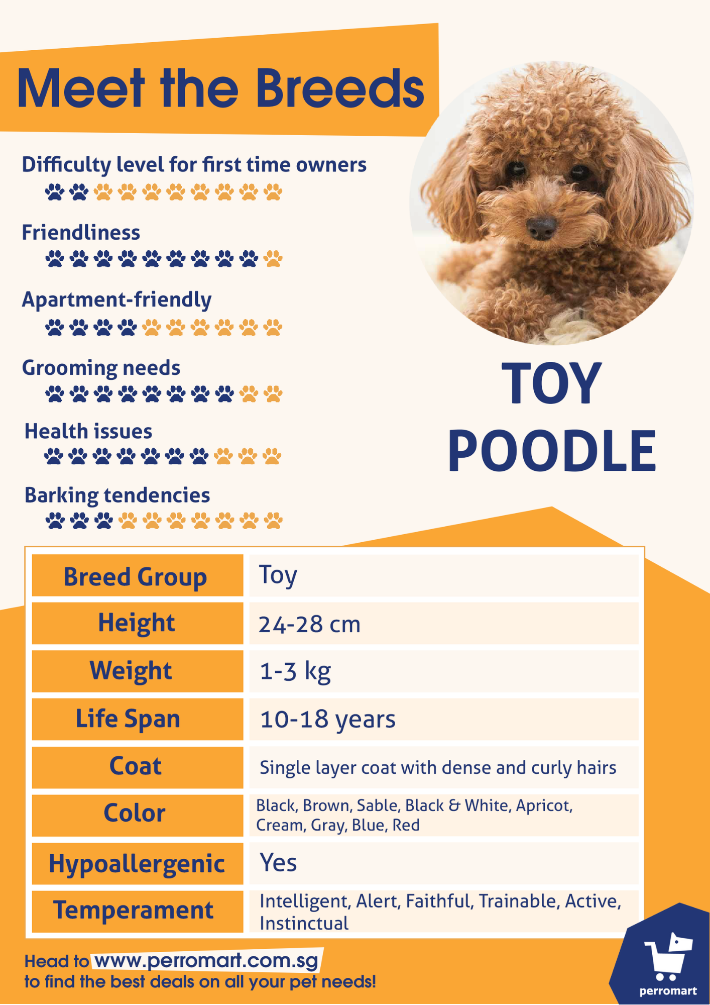 standard poodle adults for adoption