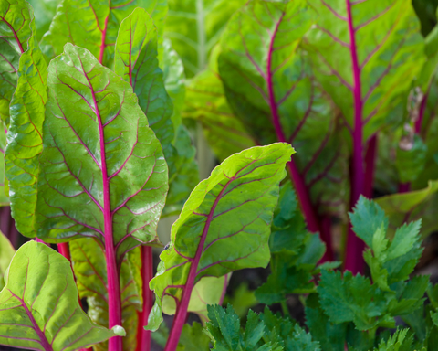 swiss chard