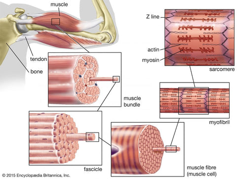 https://cdn.shopify.com/s/files/1/1149/5044/files/bundle-muscle-fibres-tissue-Striated-structure-human-e1569334192970_480x480.jpg?v=1688215842