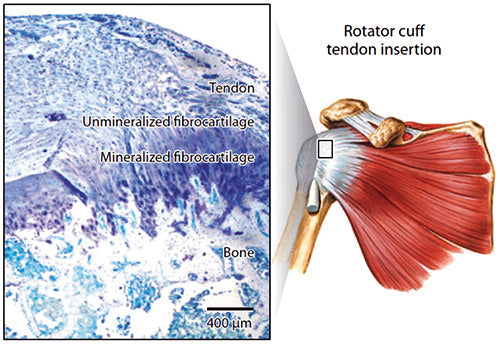 Attaching Tendon to Bone | Rotator Cuff