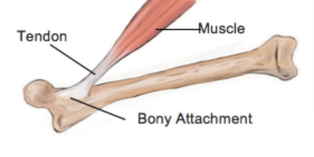 Tendon to Bone Reattachment Surgery