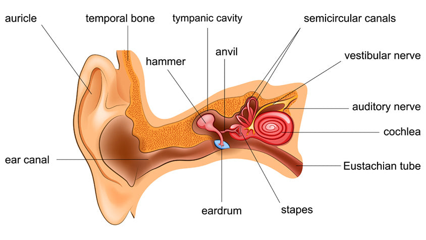 Auditory System