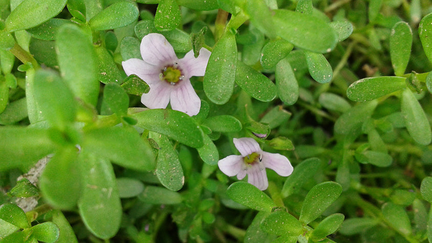 Bacopa Monnieri