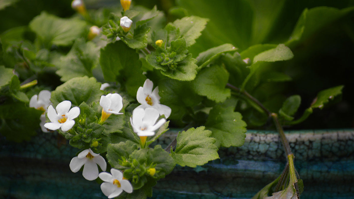 Bacopa