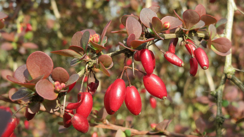 Barberry