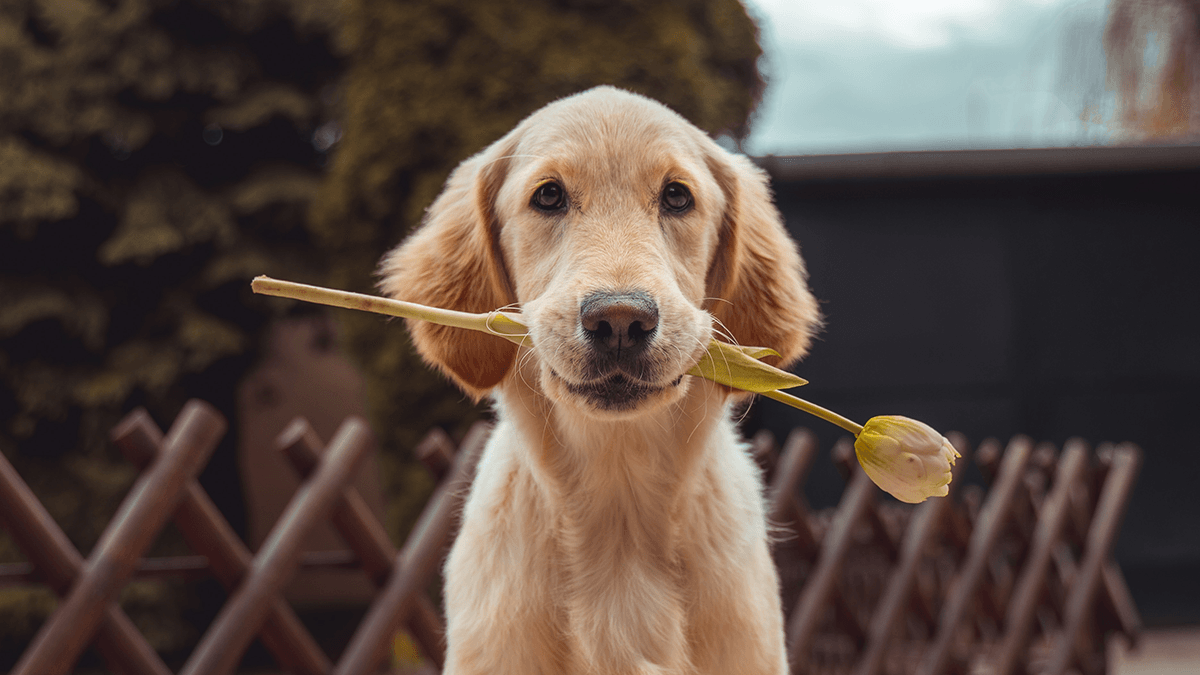 Dog with Flower