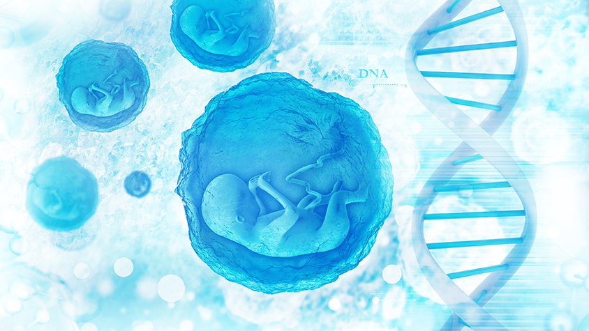 Embryo DNA