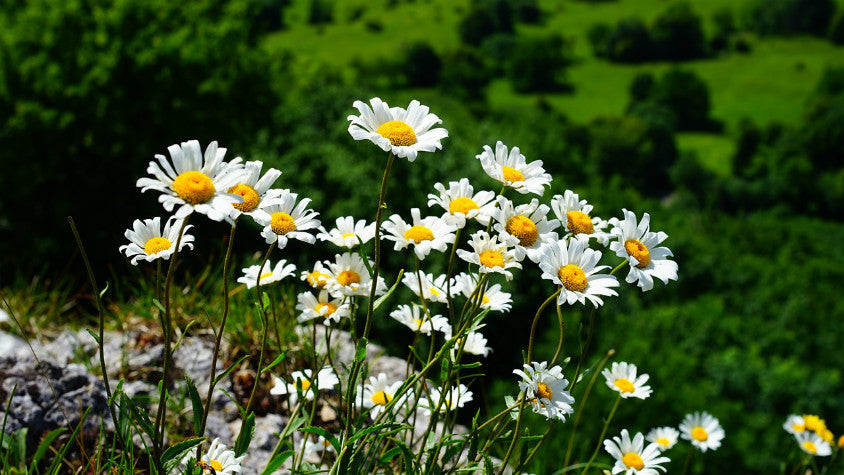 Feverfew